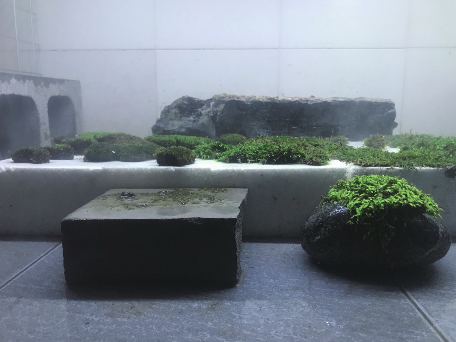 Moss installation — misting garden view