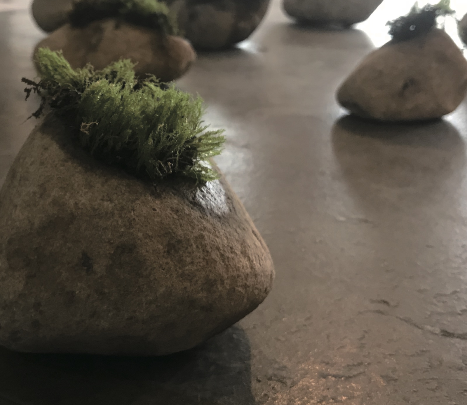 Moss — single stone close-up