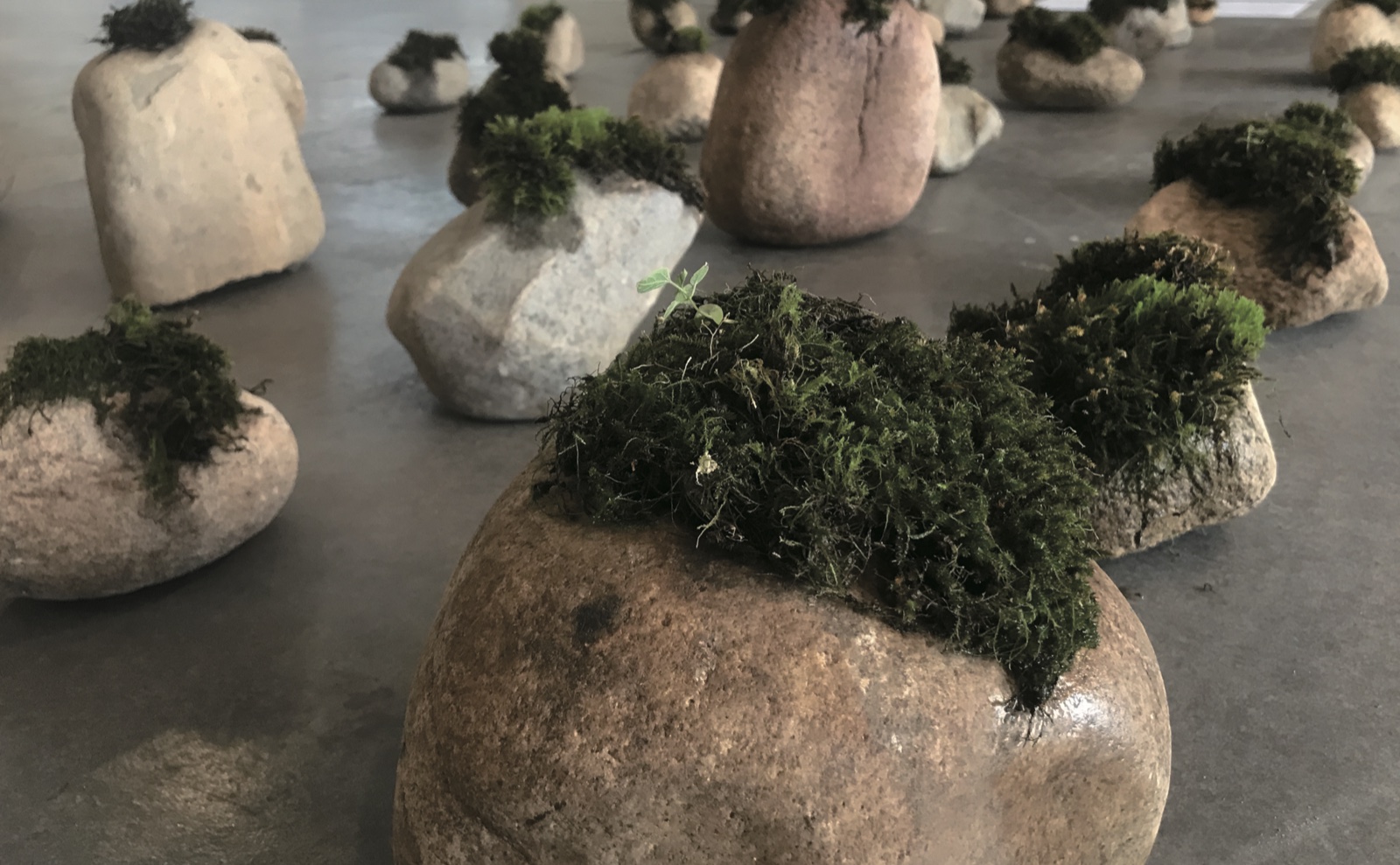 Moss — stone field with living moss, gallery floor